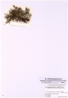 藏品(小環節藻)的圖片